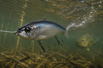 Bass Swimbait – Large Baitfish Profile, 230mm